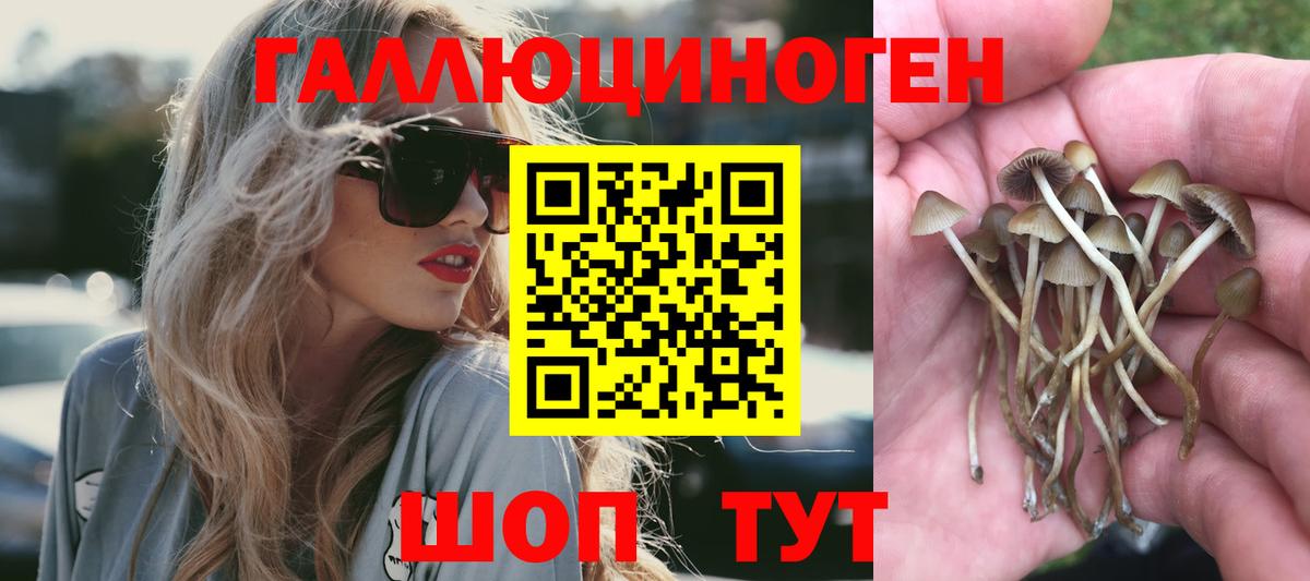 Галлюциногенные грибы Psilocybine cubensis Димитровград